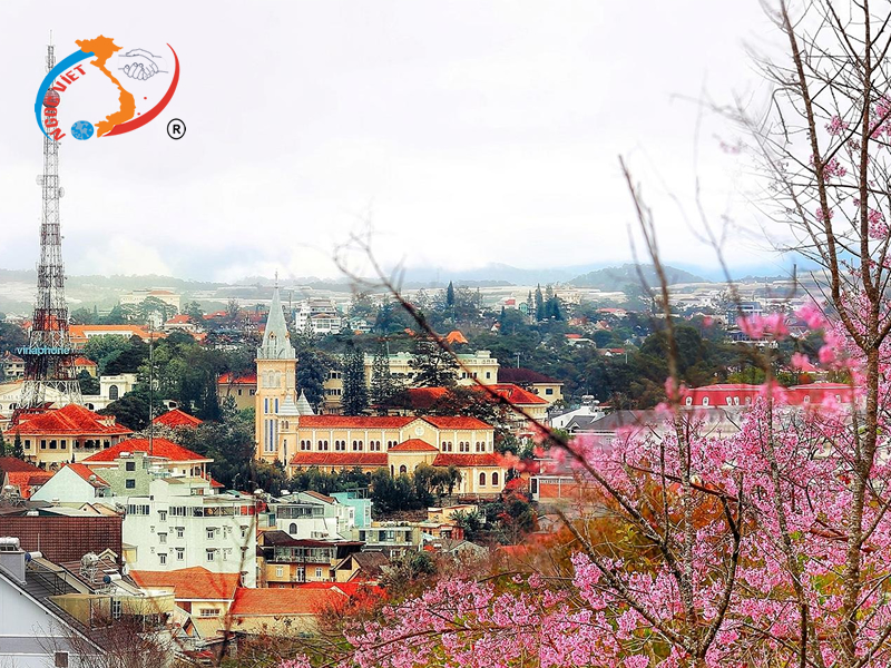 MAI ANH ĐÀO HỒNG PHỦ SẮC XUÂN ĐÀ LẠT