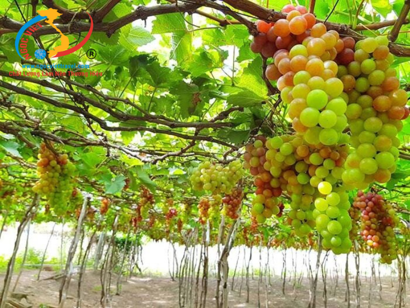 TOUR NHA TRANG - KHÁCH SẠN 3,4,5 SAO - TẶNG BUFFET HẢI SẢN + UỐNG BEER KHÔNG GIỚI HẠN