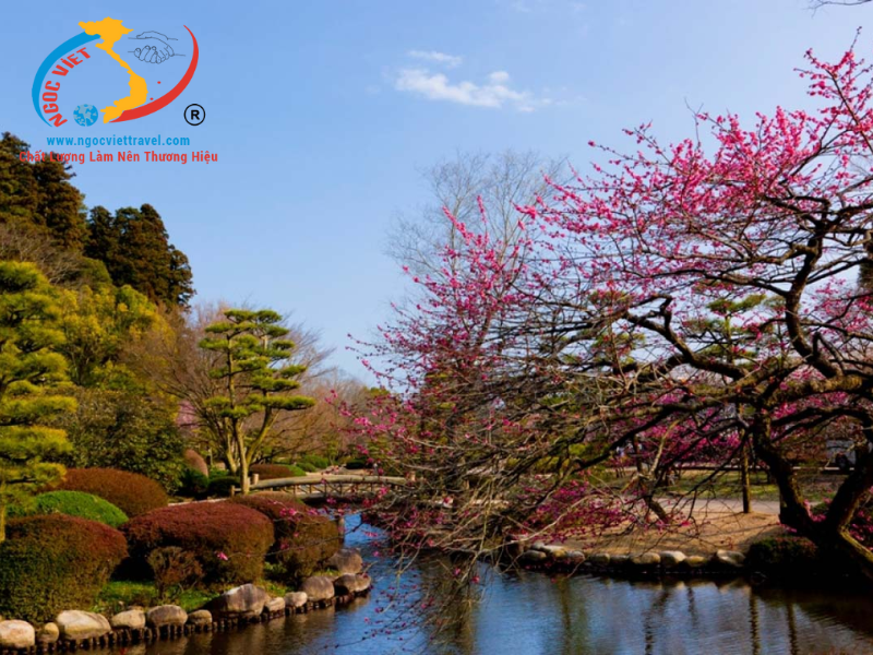 TOUR NHẬT BẢN - TRƯỢT TUYẾT VÀ NGẮM HOA MƠ - TẾT NGUYÊN ĐÁN 2026