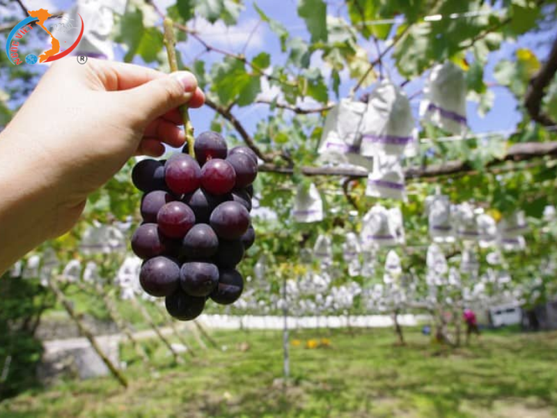 TOUR NHẬT BẢN- NARITA – TOKYO – FUJI –  NAGOYA – KANSAI